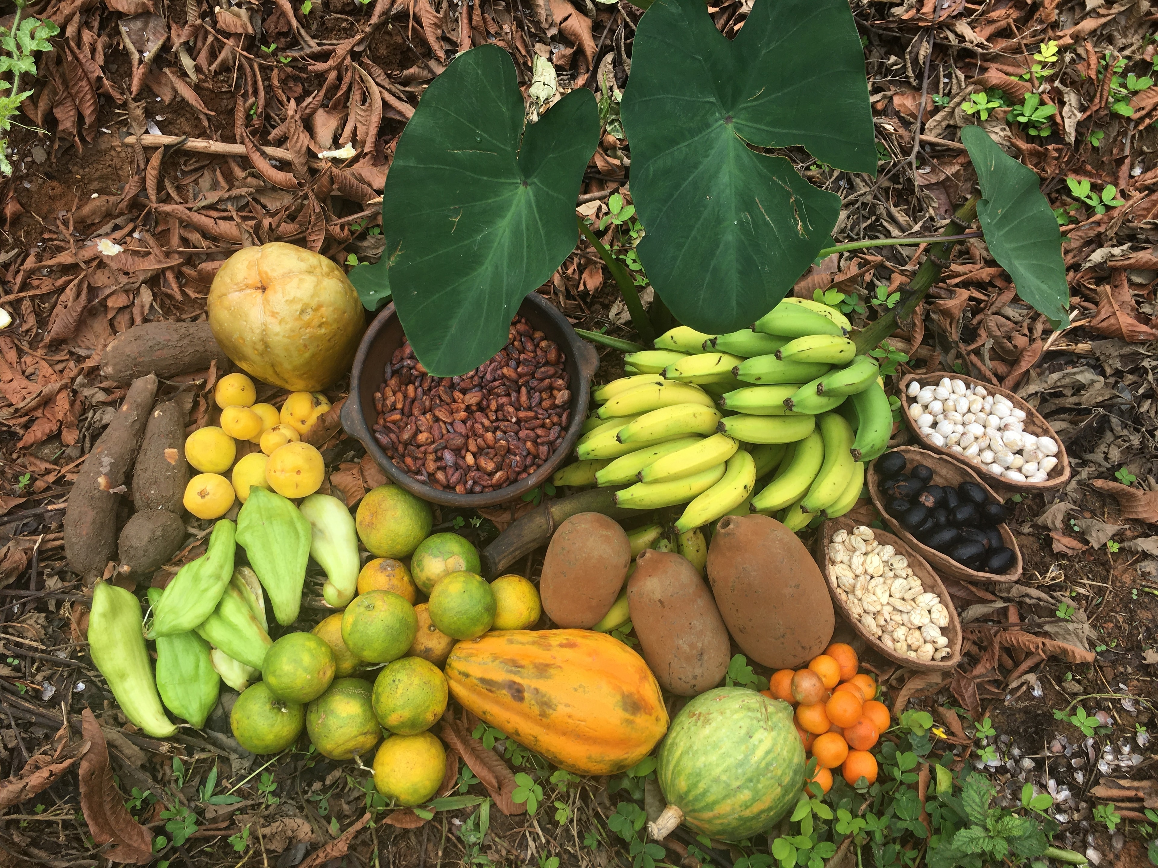 Abundancia de la huerta sintrópica
