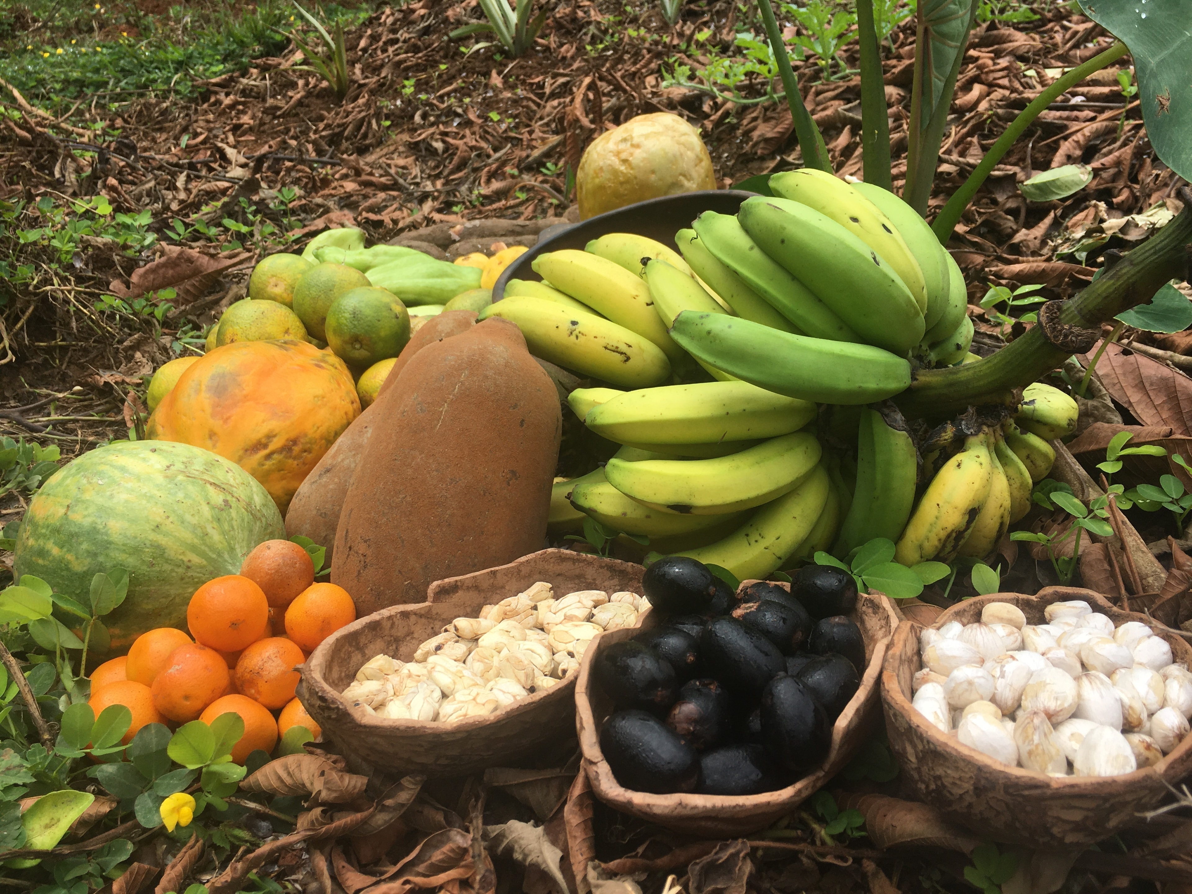 Frutas y semillas de la huerta