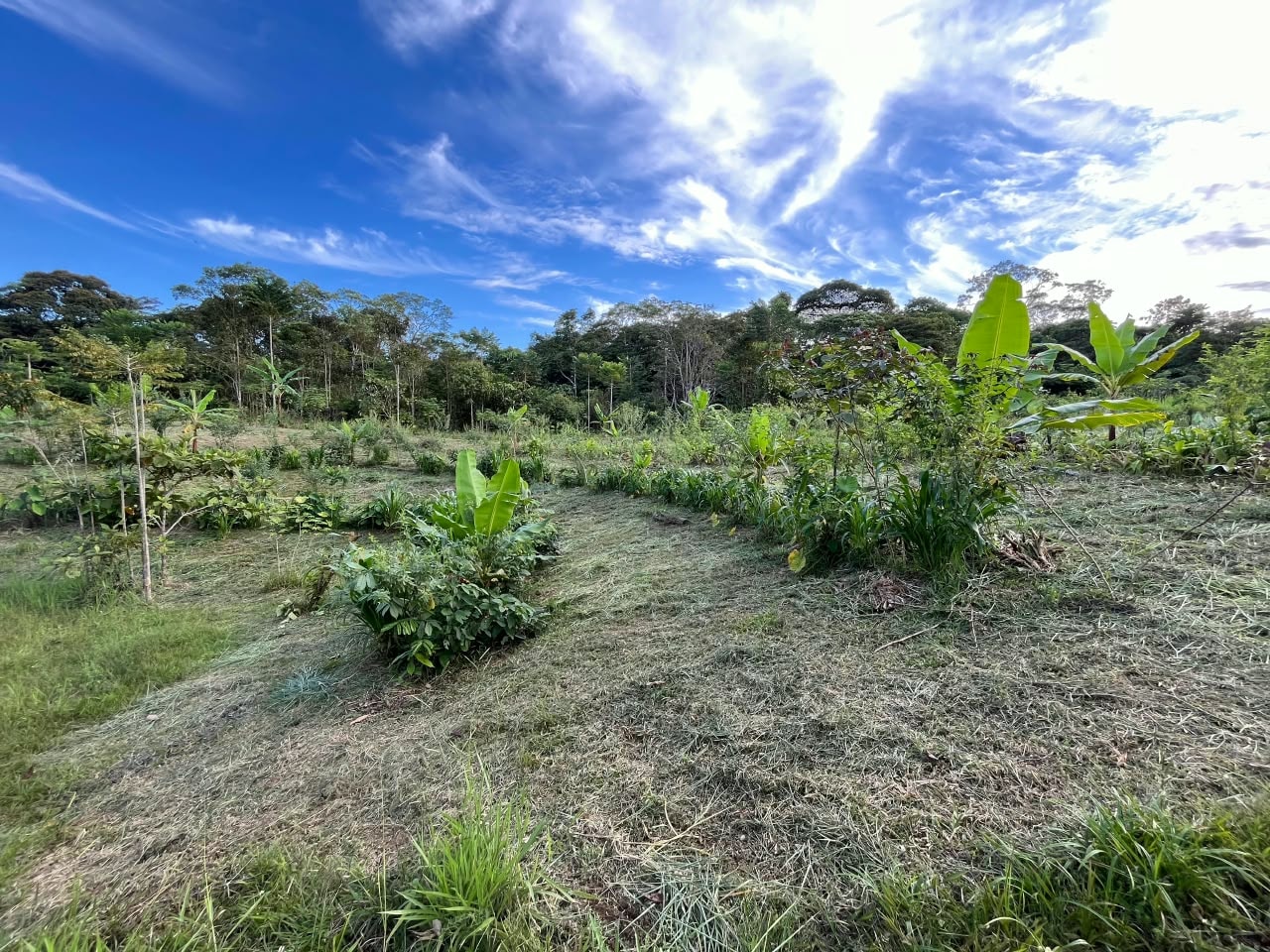 Parcelas de agricultura sintrópica con cielo azul y bosque